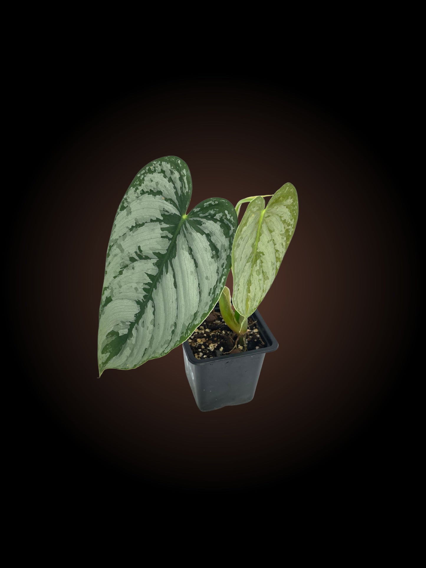 Non-TC Philodendron Brandtianum