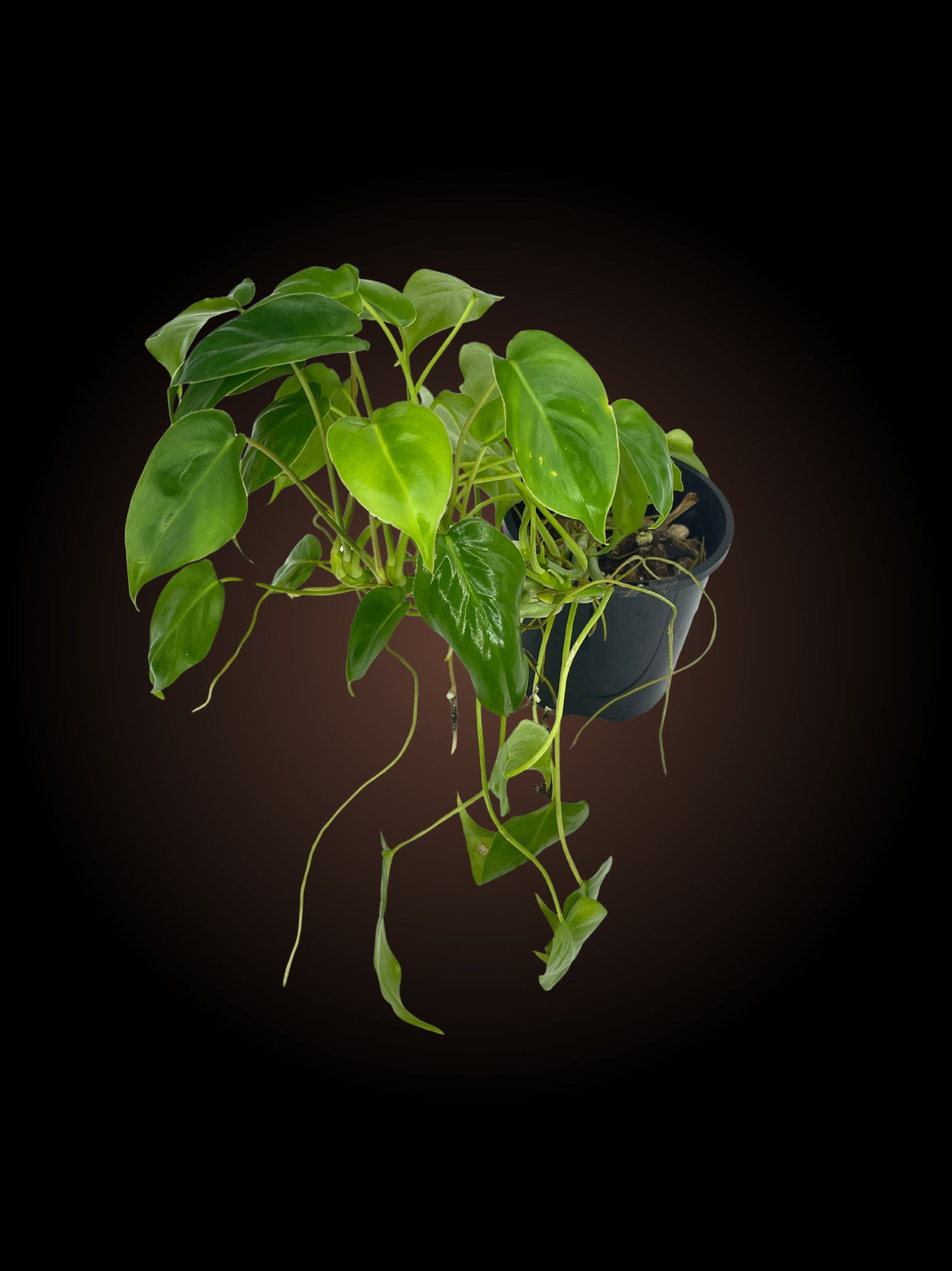 Philodendron Burle Marx