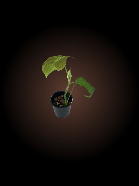 Philodendron Camposportoanum