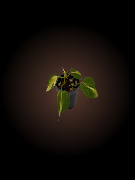 Philodendron Cream Splash Non-TC