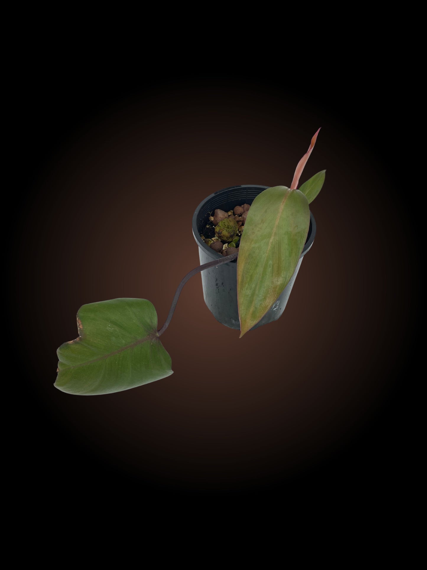 Philodendron Dark Lord