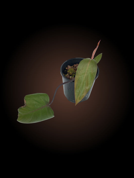 Philodendron Dark Lord