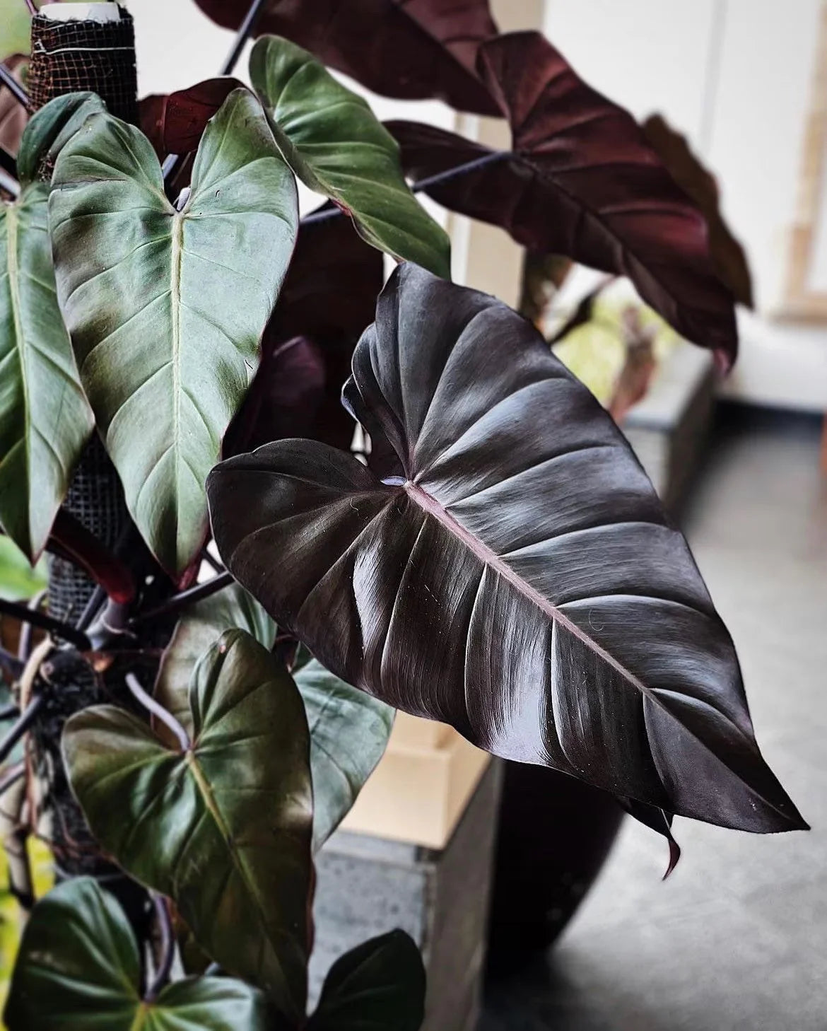 Philodendron Dark Lord