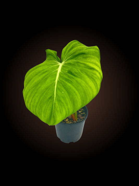 Non-TC Philodendron Dean McDowell