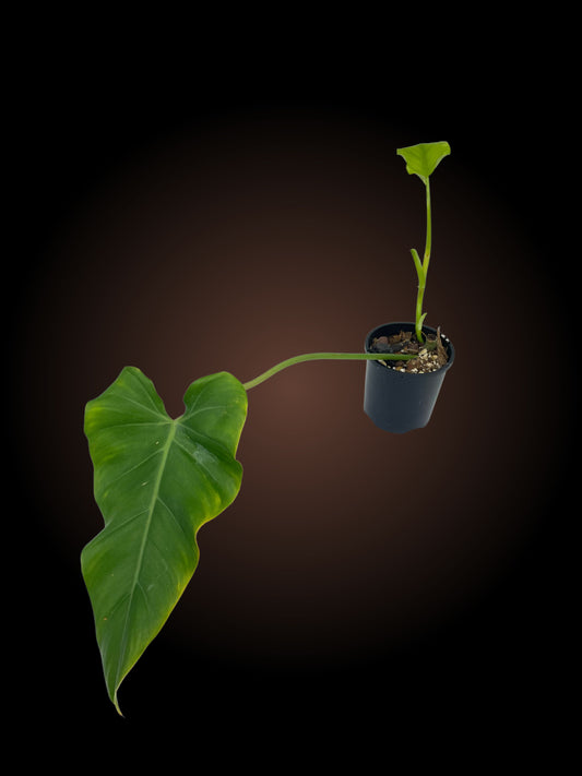 Philodendron Domesticum