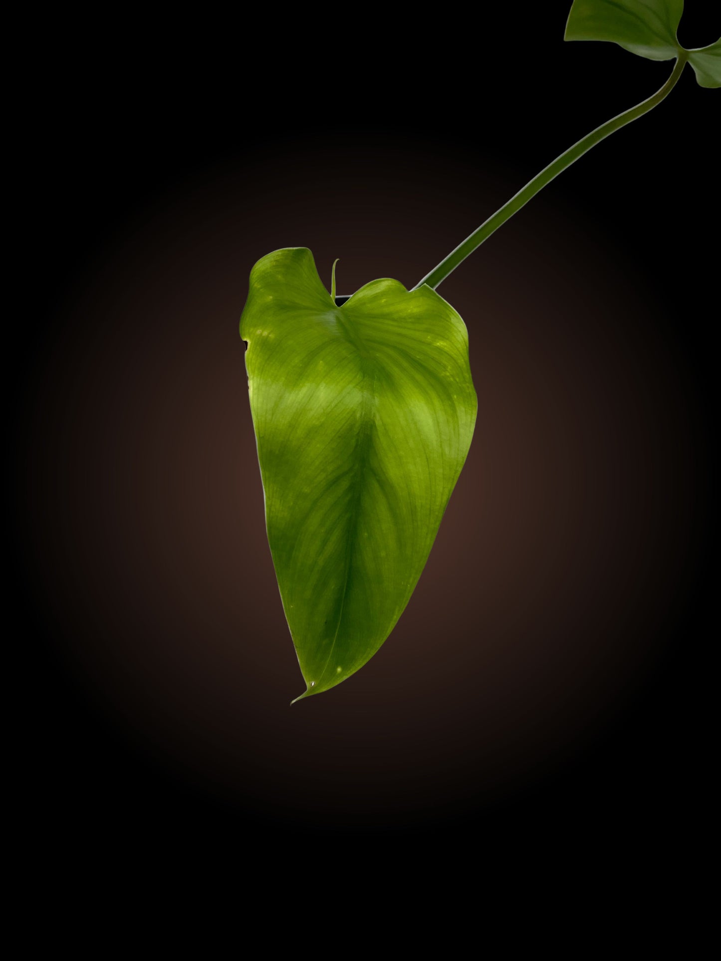 Philodendron Domesticum