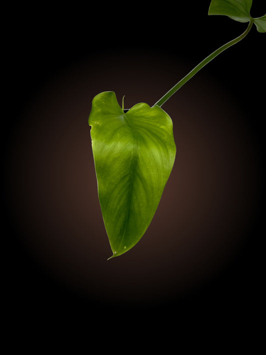 Philodendron Domesticum