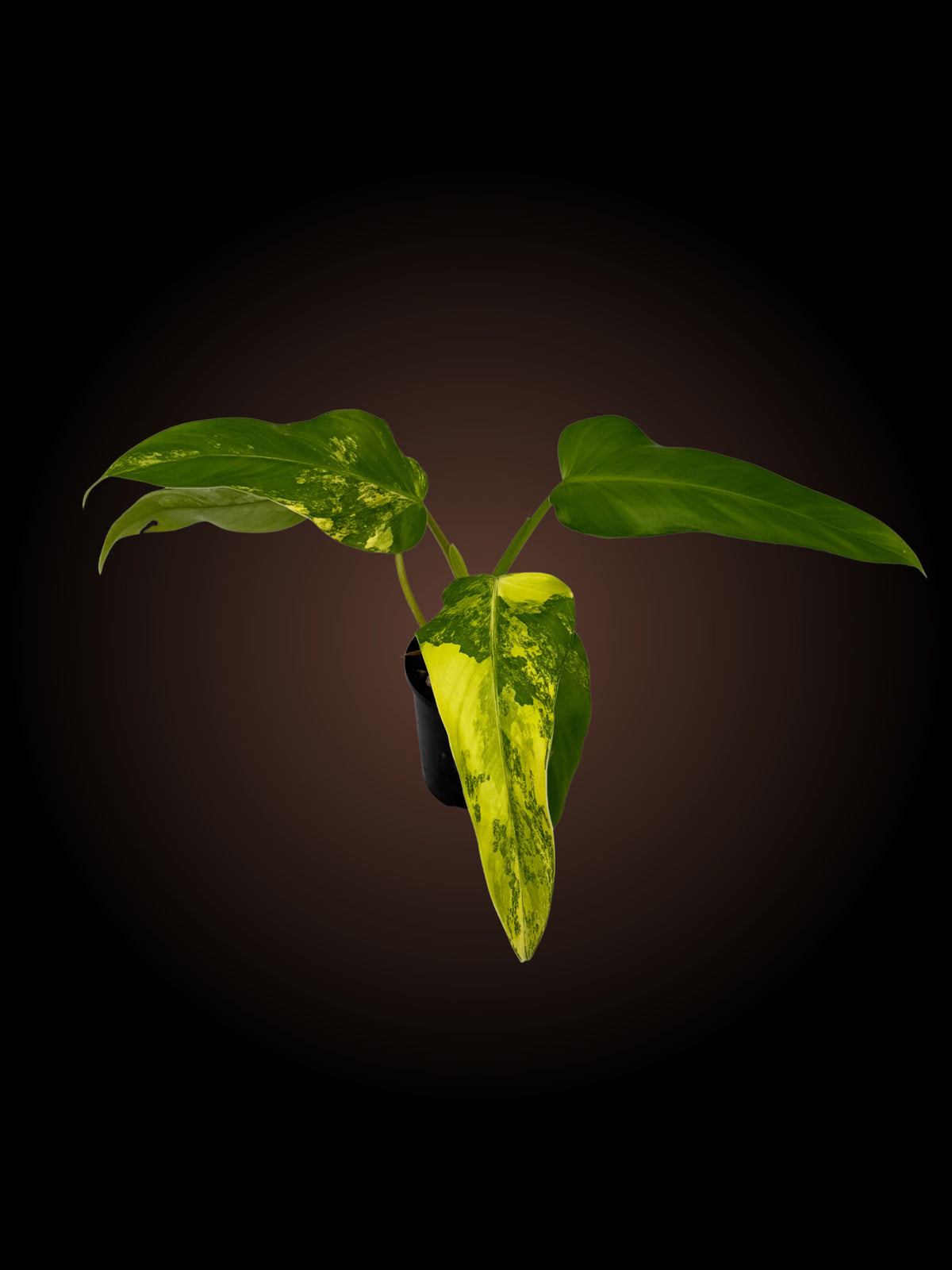 Philodendron Domesticum Variegated