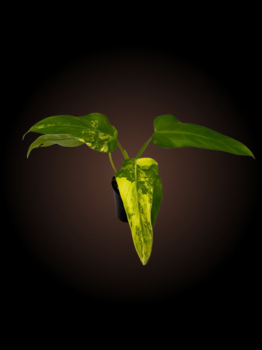Philodendron Domesticum Variegated