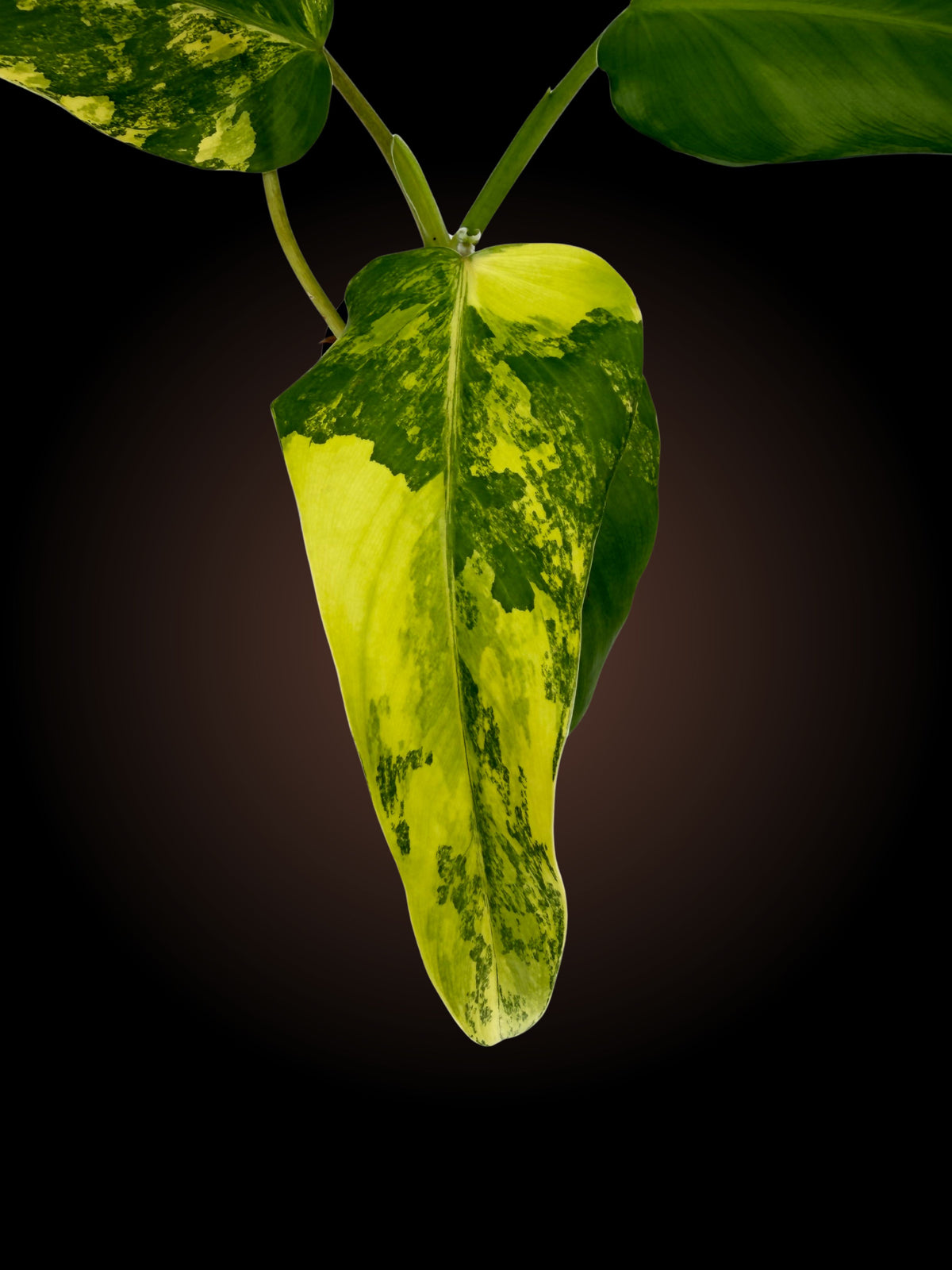 Philodendron Domesticum Variegated