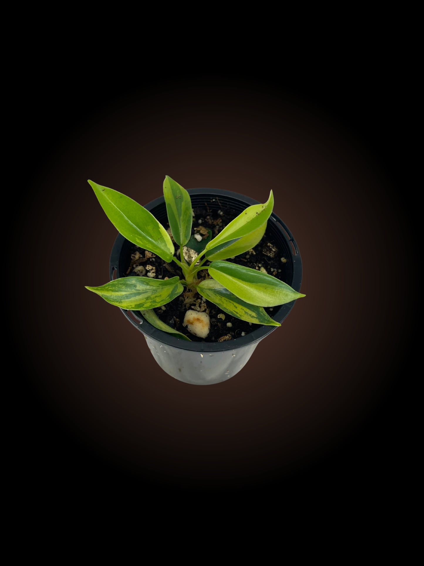 Philodendron Florida Beauty