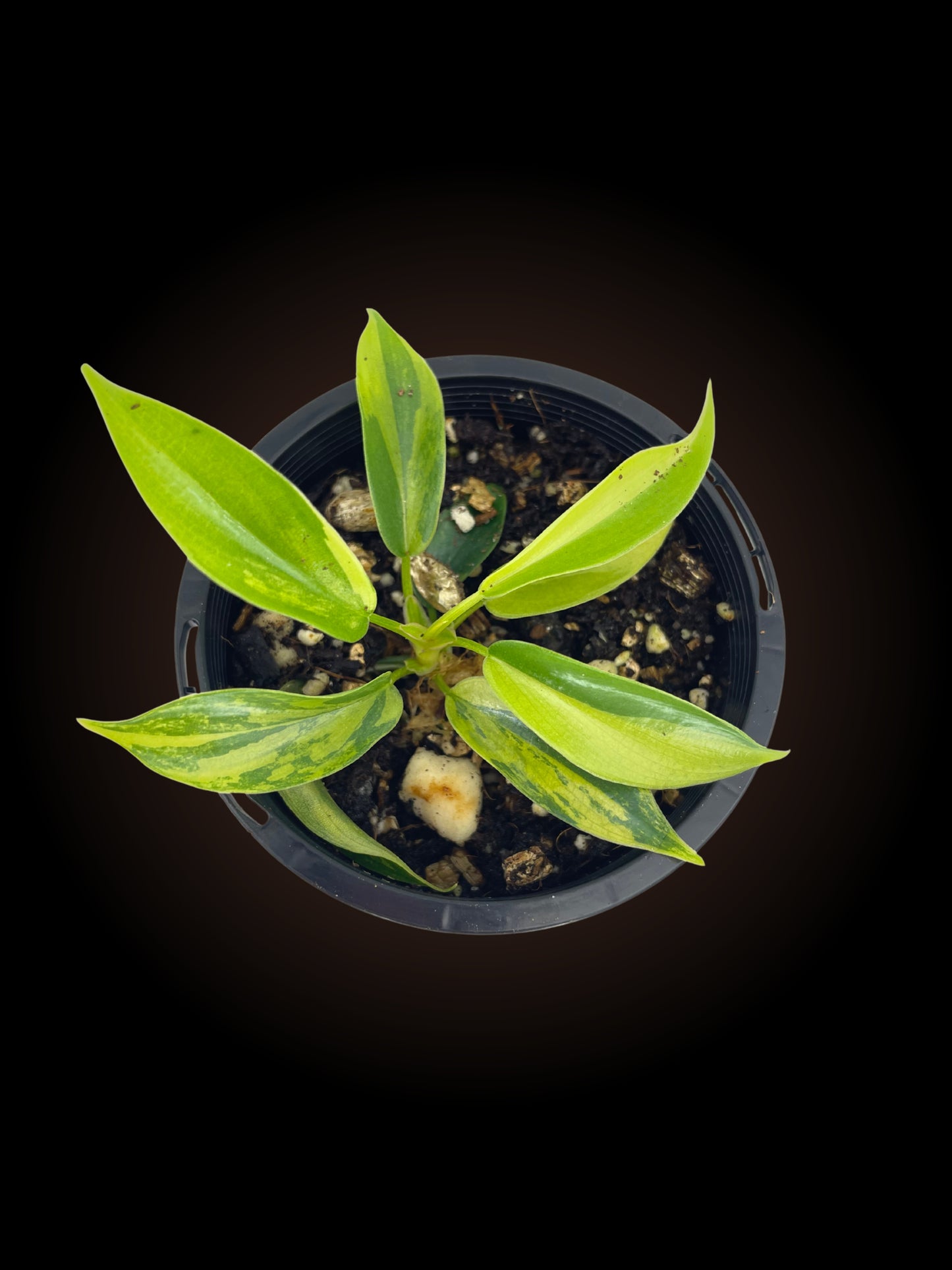 Philodendron Florida Beauty