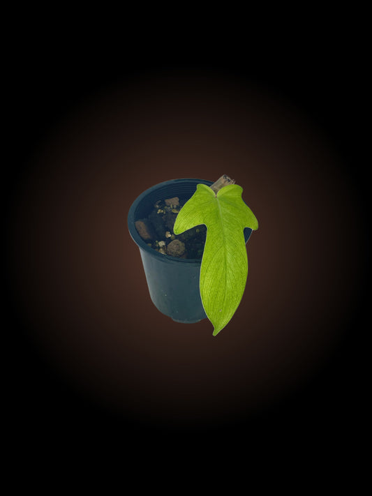 Non-TC Philodendron Florida Ghost