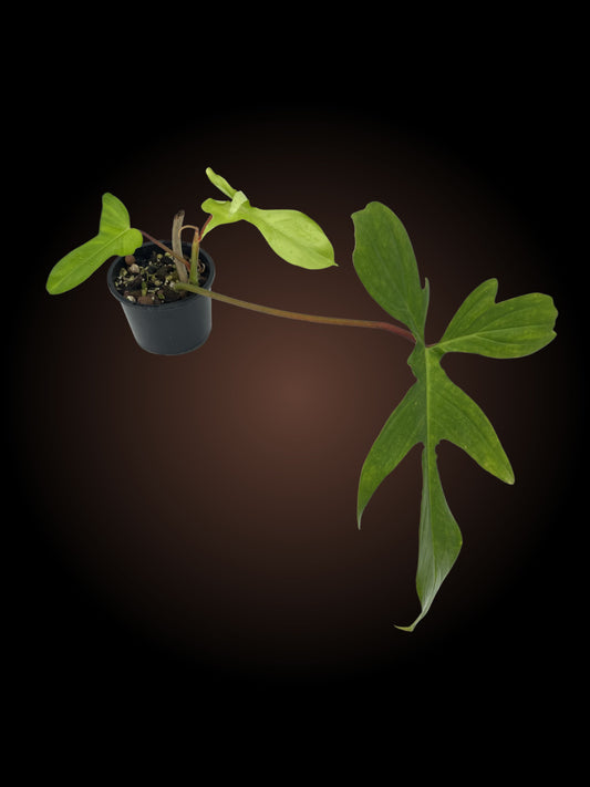 Philodendron Florida Rudolph