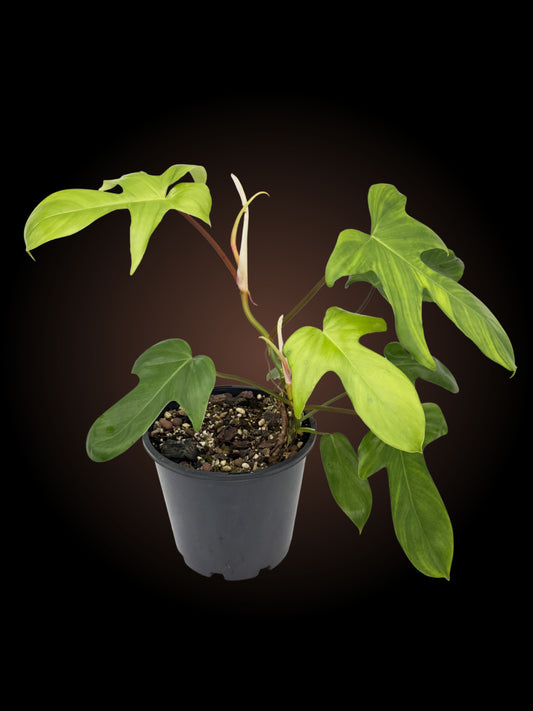 Weekly Auction - Double Headed Philodendron Florida Rudolph