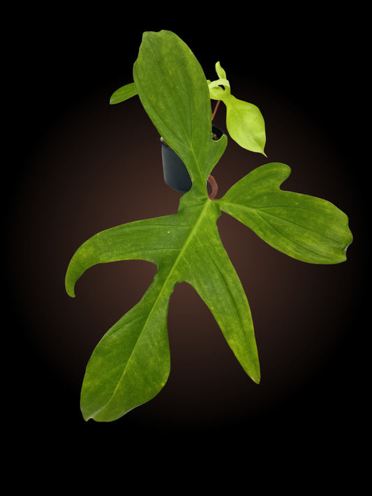 Philodendron Florida Rudolph