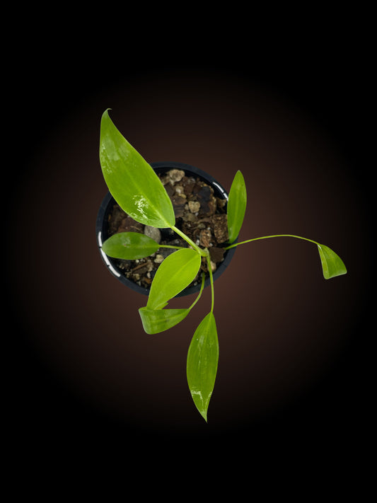 Philodendron Giganteum