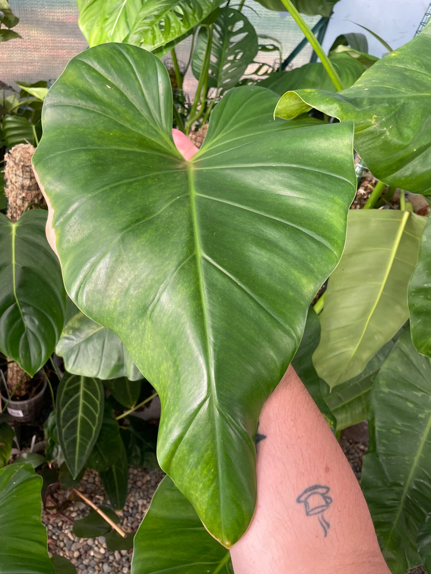 Philodendron Giganteum