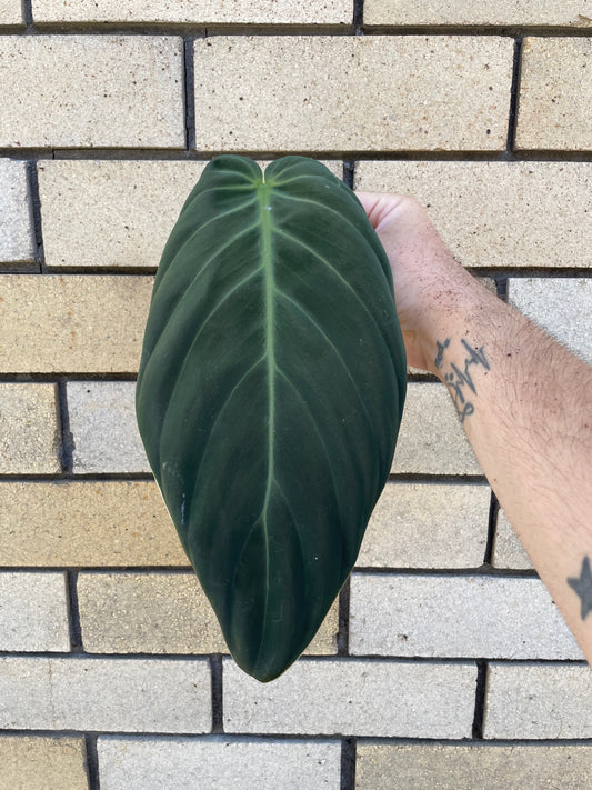 Philodendron Gigas cutting