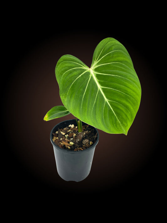 Philodendron Gloriosum Non-TC