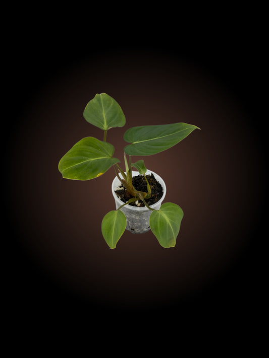 Philodendron Gloriosum