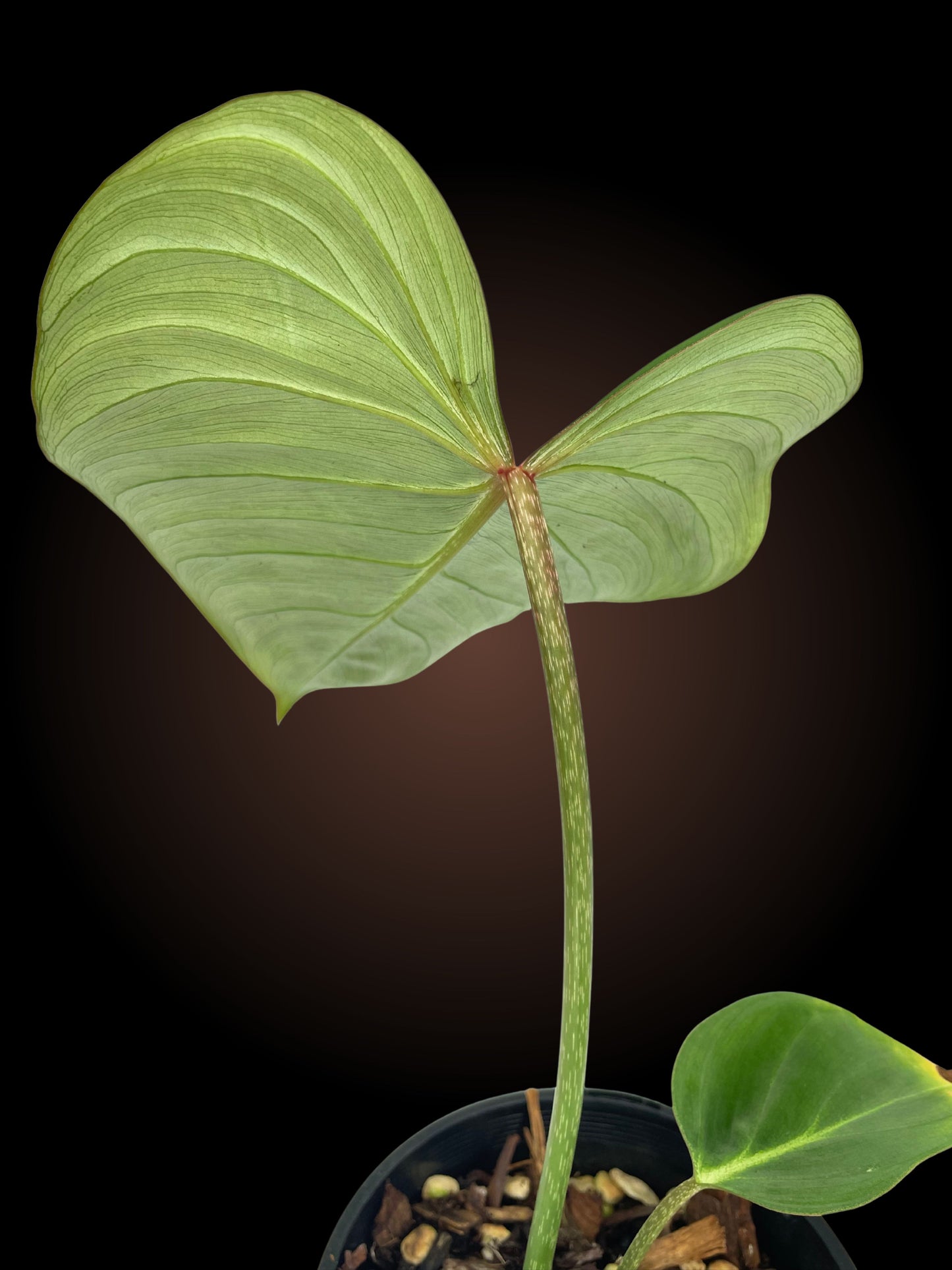 Philodendron Gloriosum Non-TC