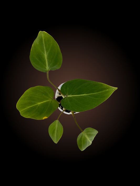 Philodendron Gloriosum