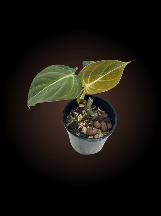 Non-TC Philodendron Glorious