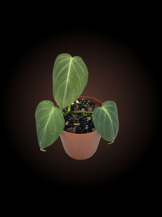 Philodendron Glorious Non-TC