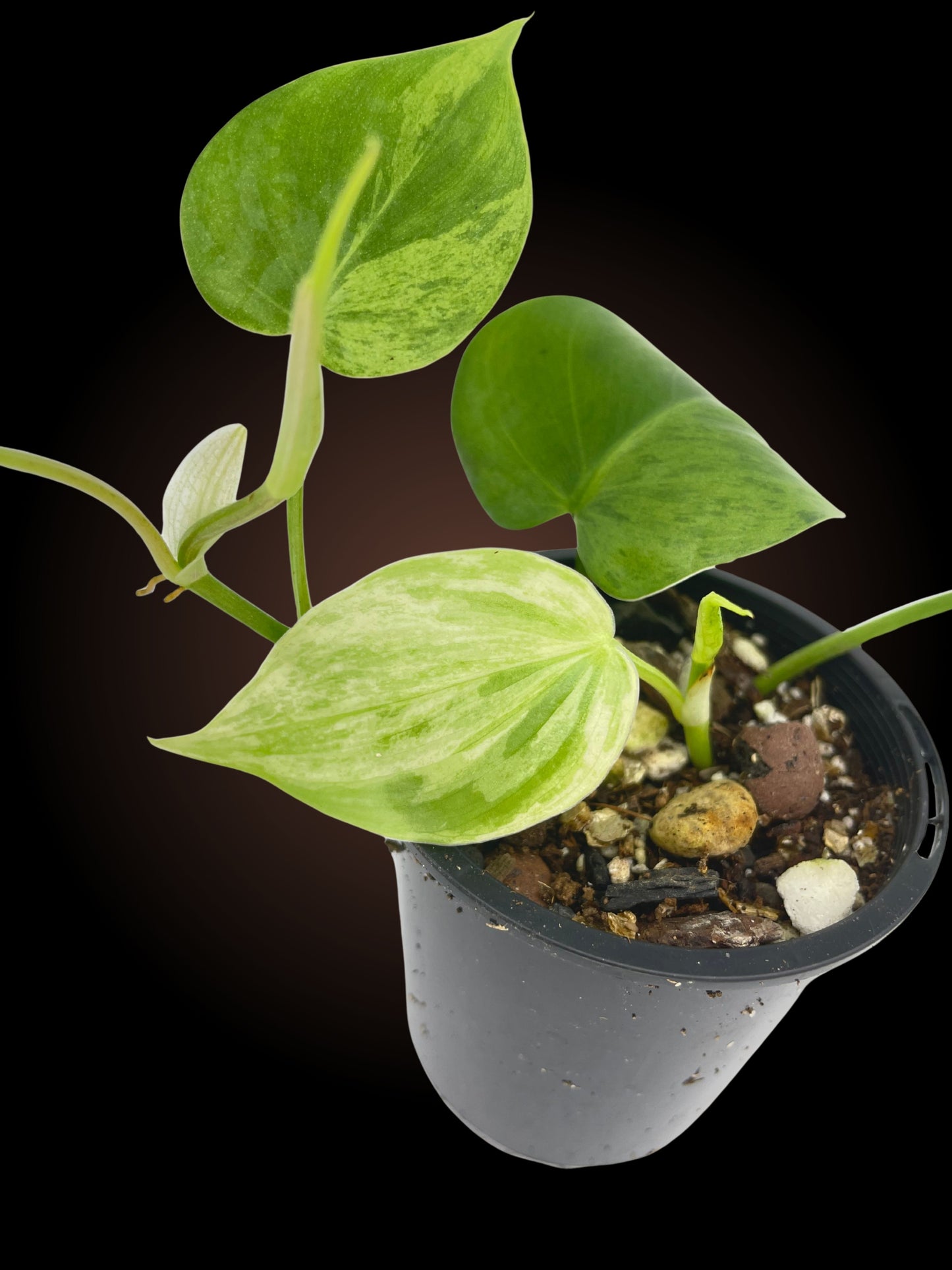 Philodendron Hederaceum "Variegated Heart Leaf Philodendron" Non-TC