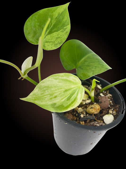 Philodendron Hederaceum "Variegated Heart Leaf Philodendron" Non-TC
