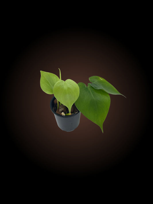 Philodendron Hederaceum