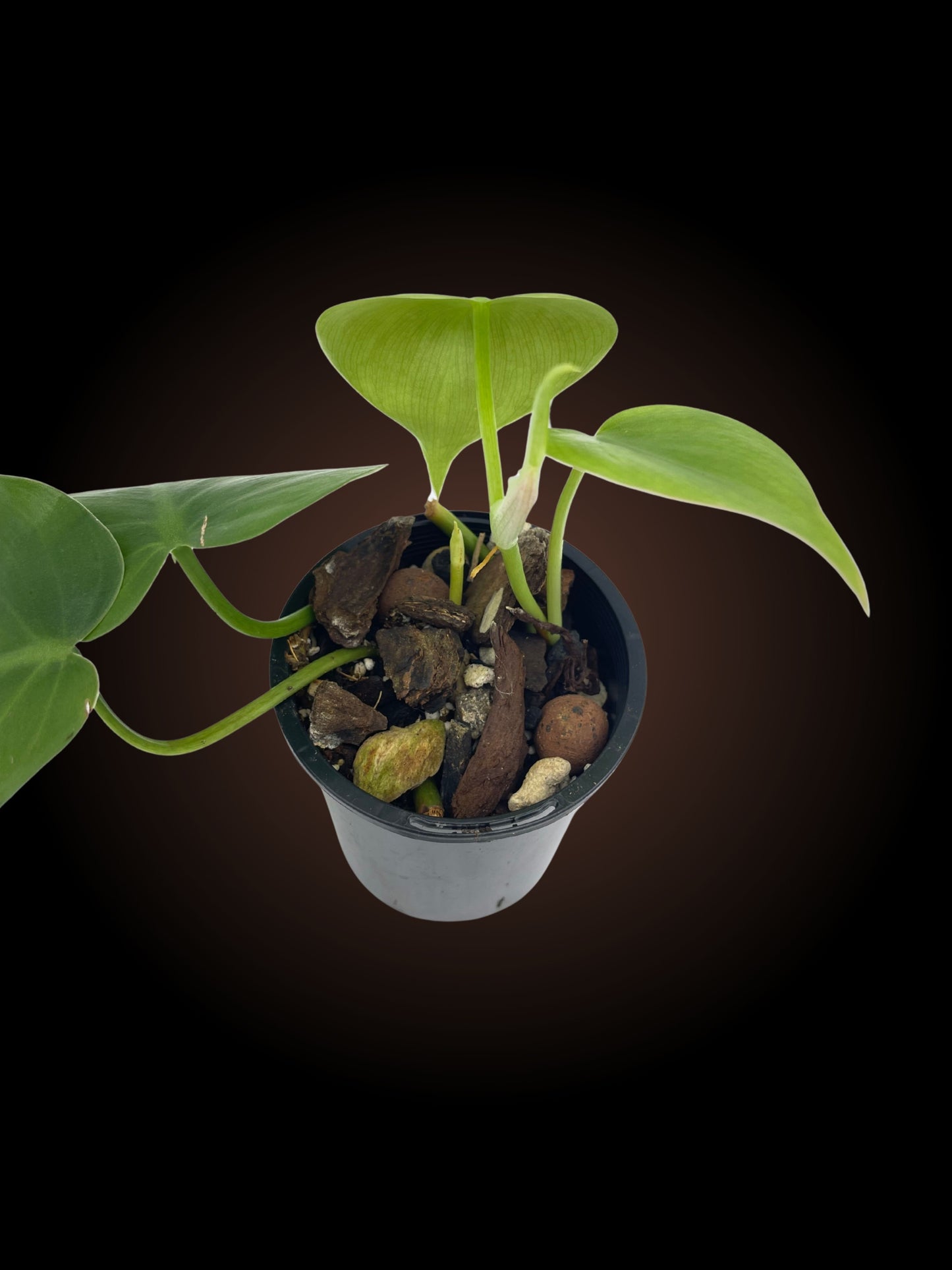 Philodendron Hederaceum
