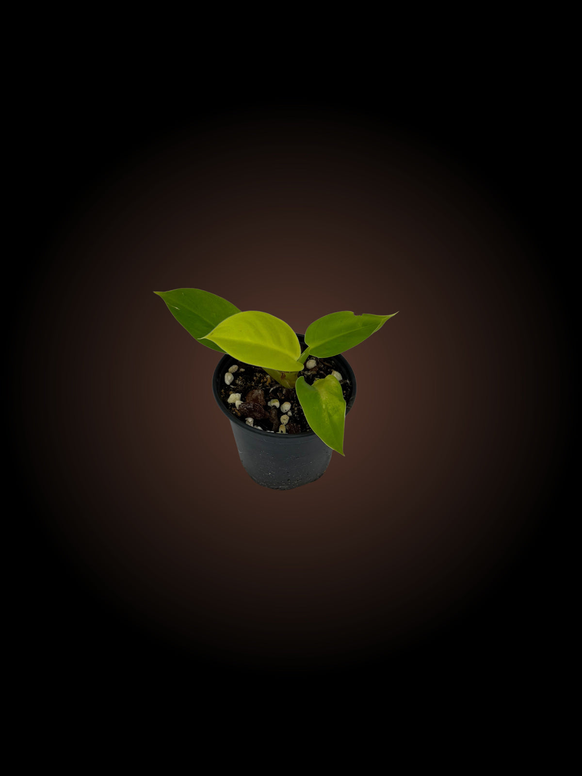 Philodendron Imperial Gold