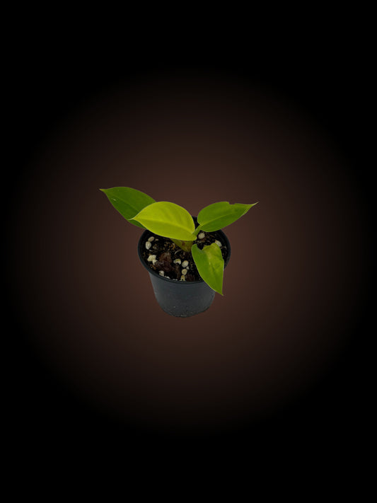 Philodendron Imperial Gold