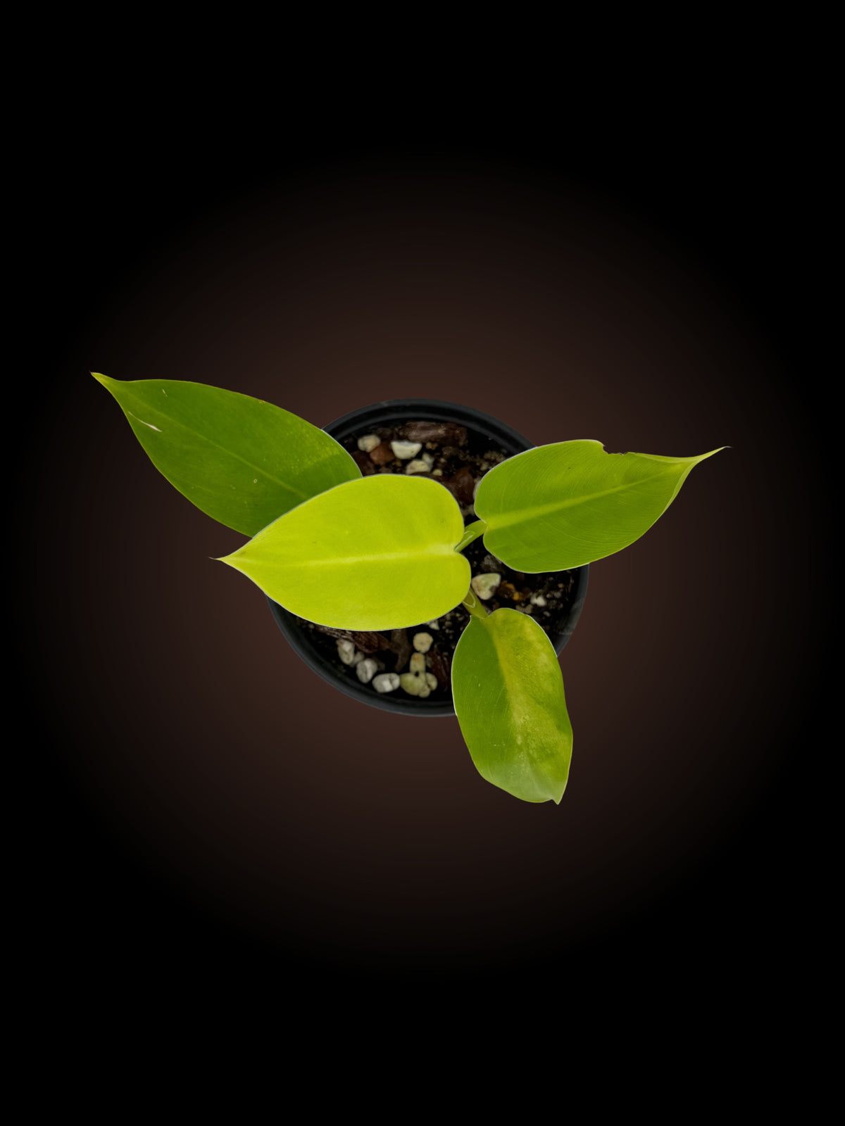 Philodendron Imperial Gold