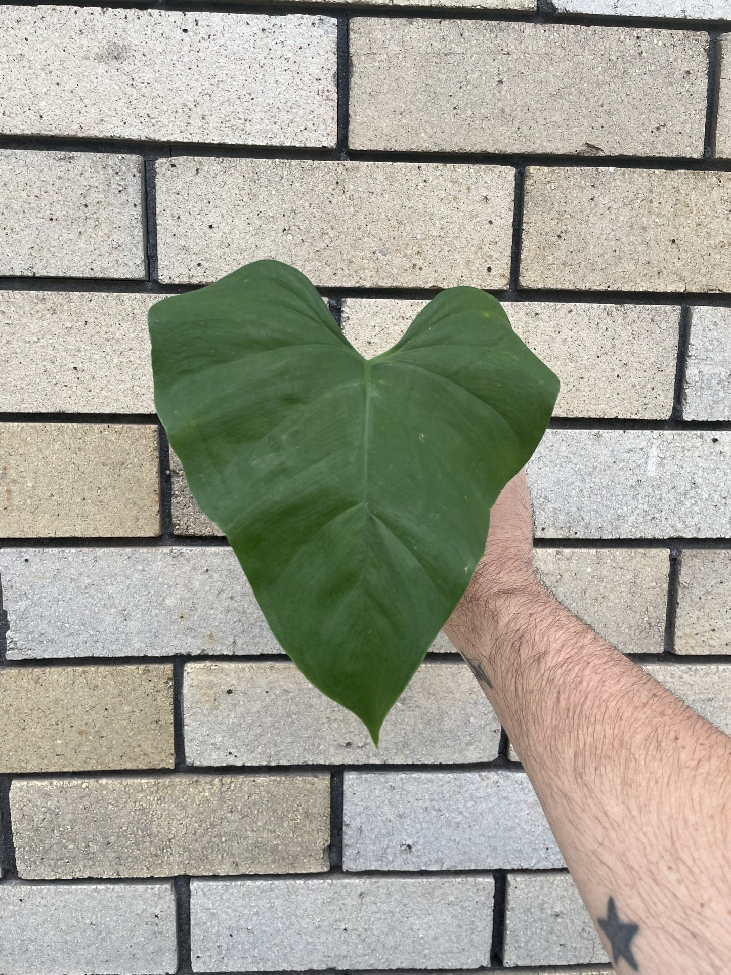 Philodendron Jacquinii cutting