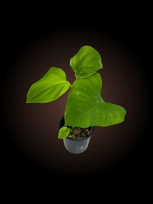 Philodendron Jacquinii