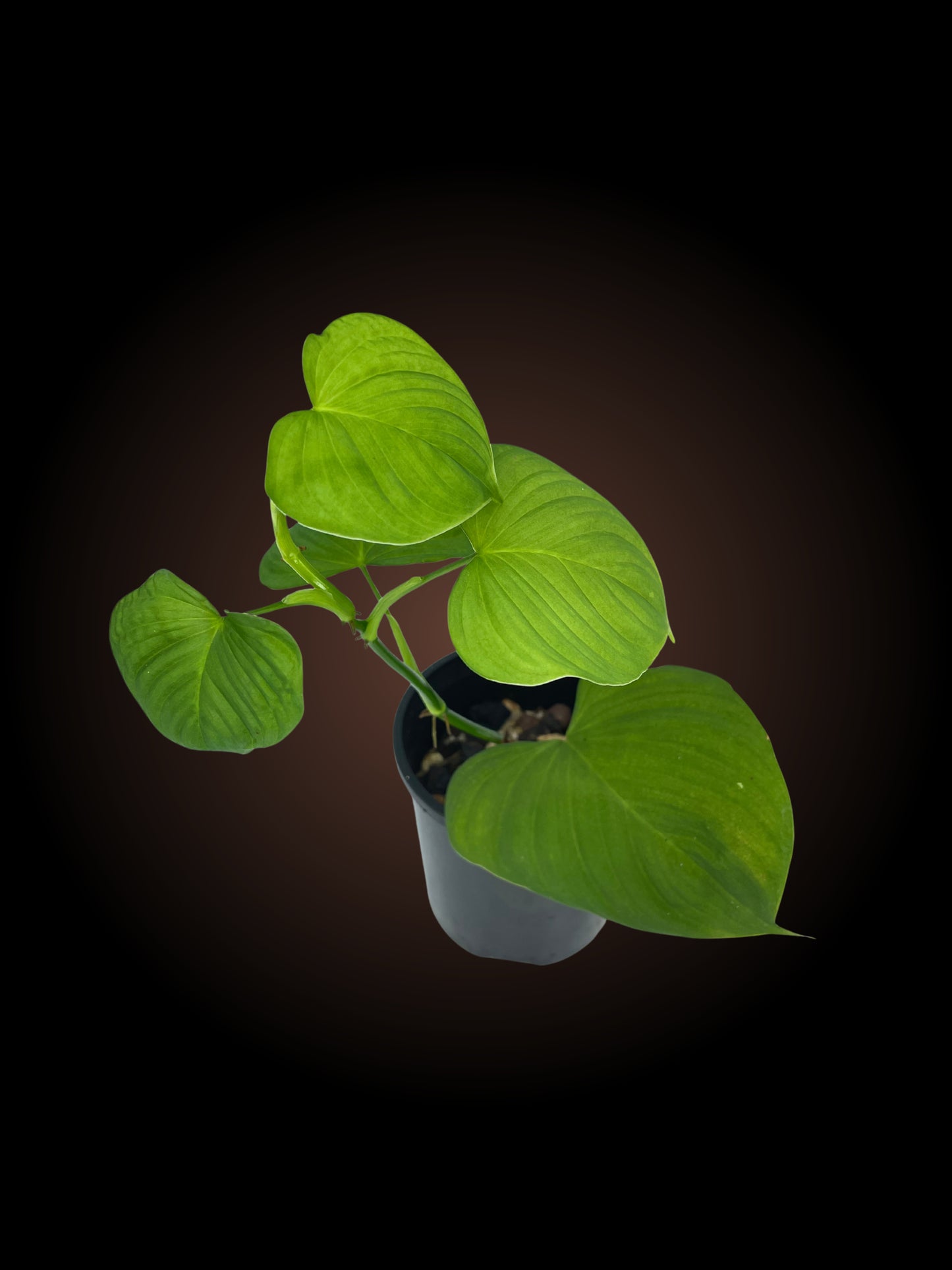 Philodendron Fibraecataphyllum