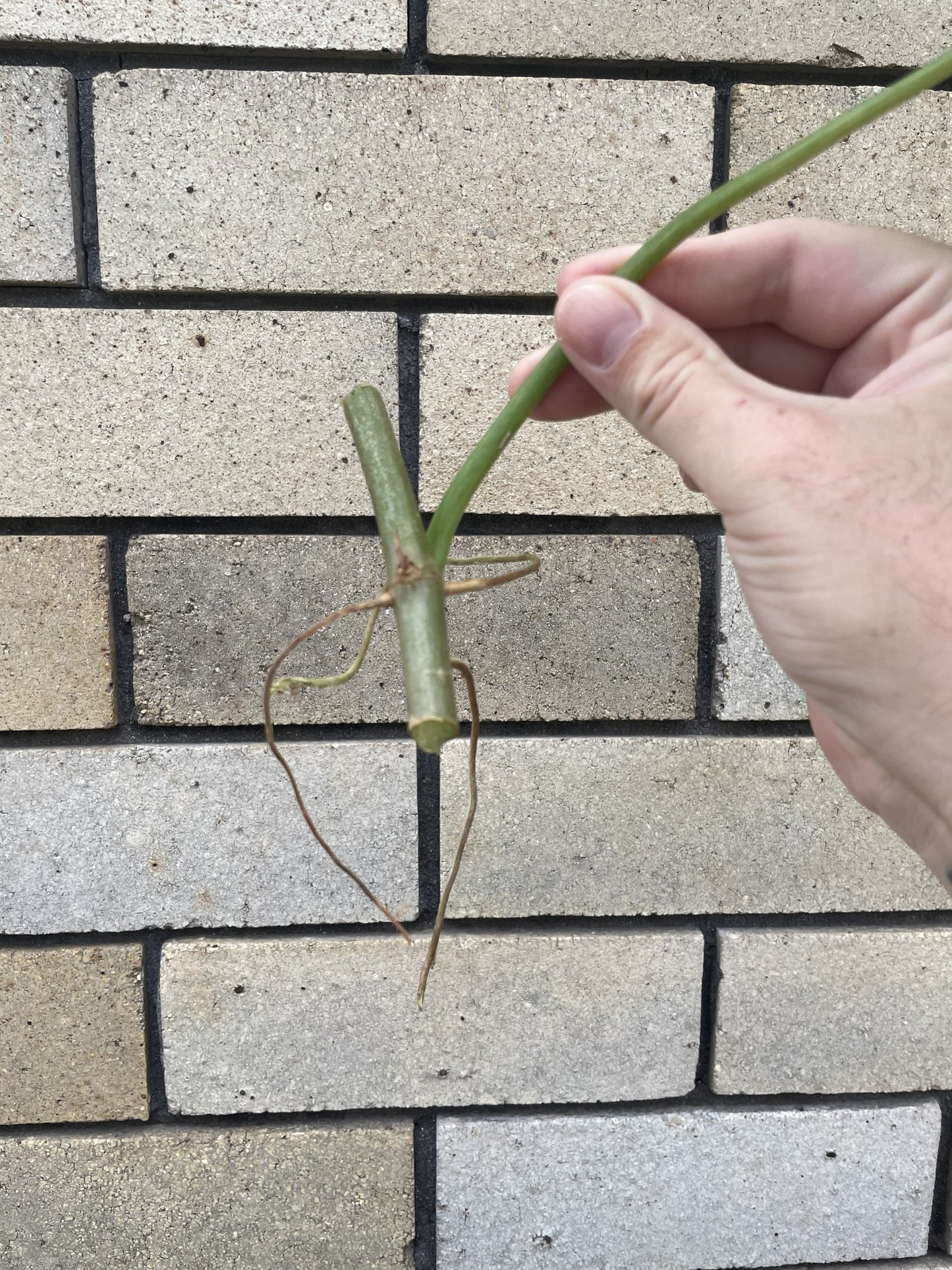 Philodendron Jacquinii cutting