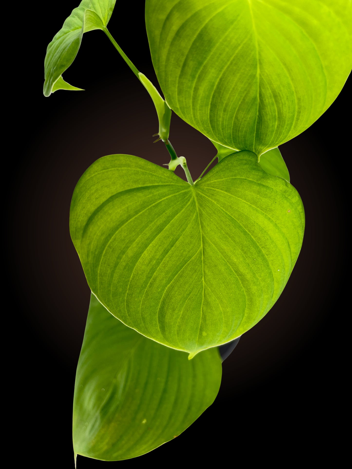 Philodendron Fibraecataphyllum