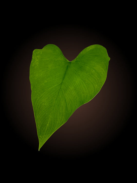 Philodendron Jacquinii