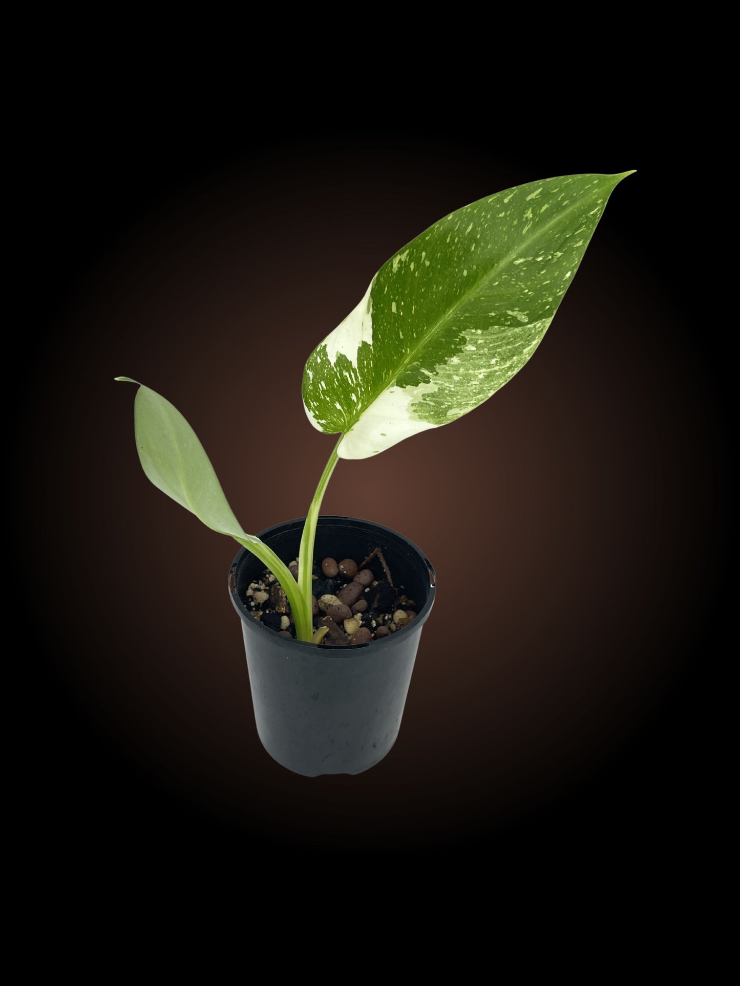 Philodendron Jose Buono Non-TC
