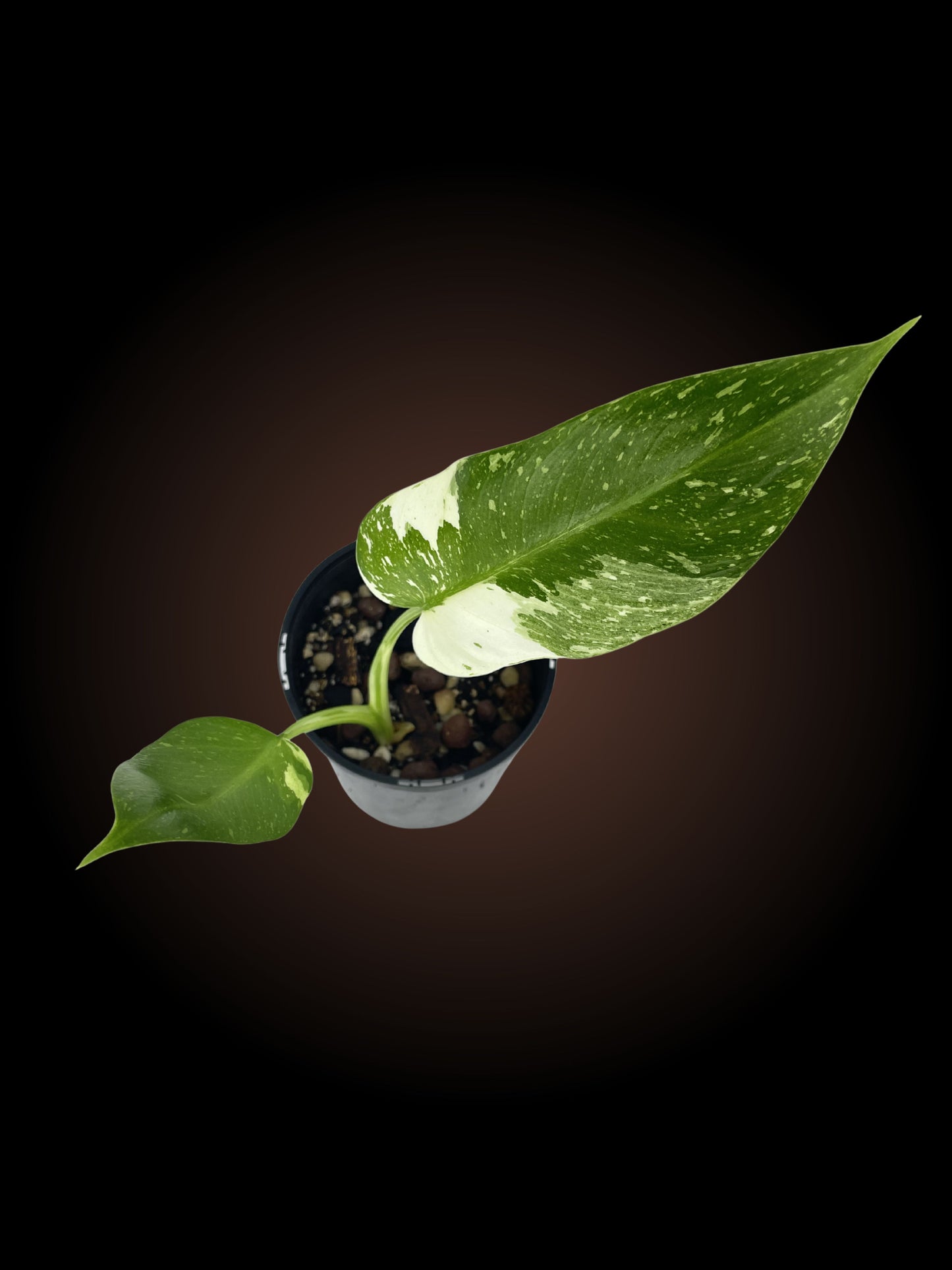 Philodendron Jose Buono Non-TC