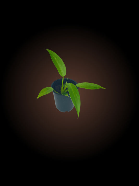 Philodendron Jose Buono x Philodendron Martianum