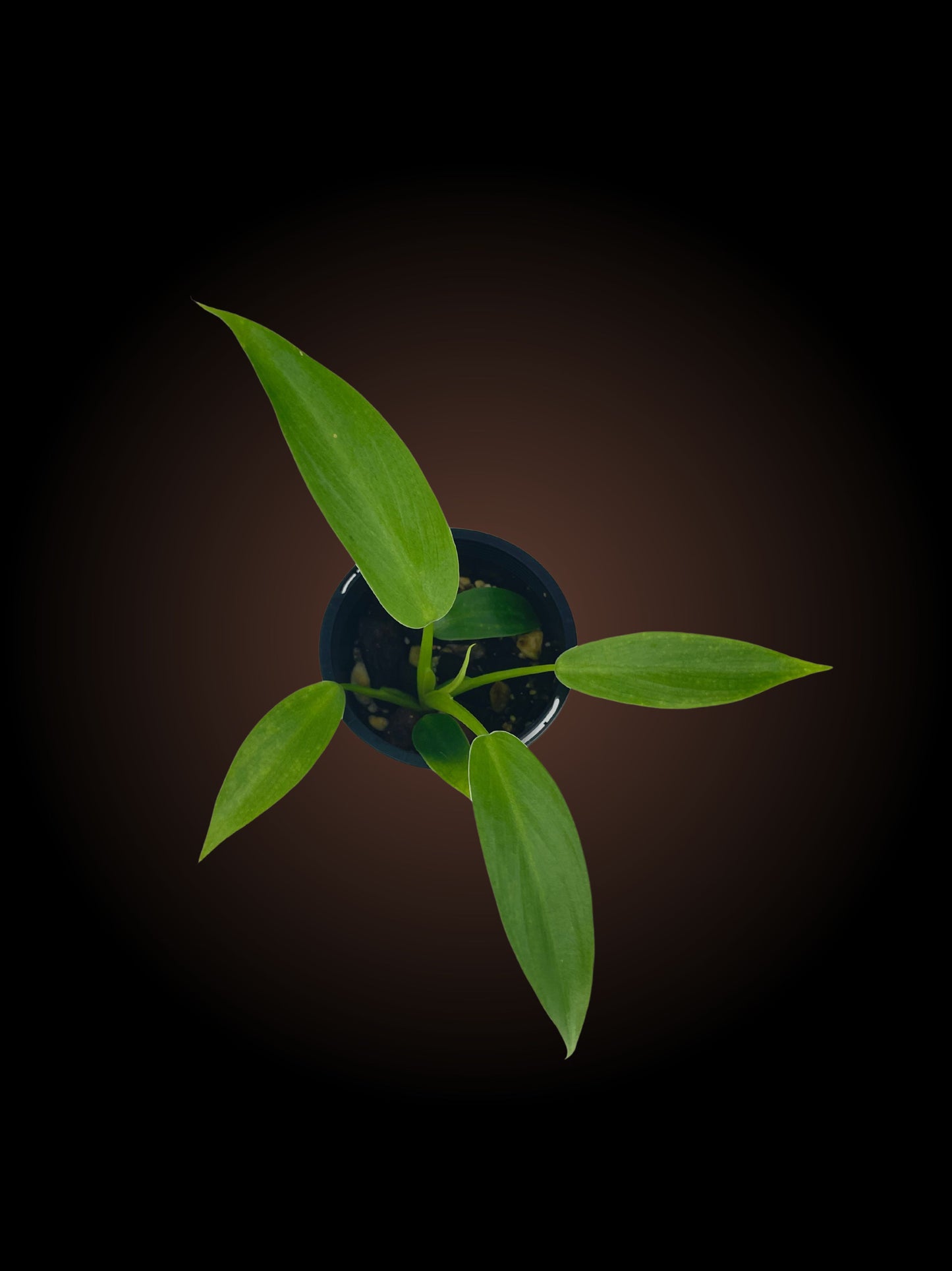 Philodendron Jose Buono x Philodendron Martianum