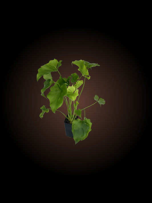 Philodendron Lickety Split