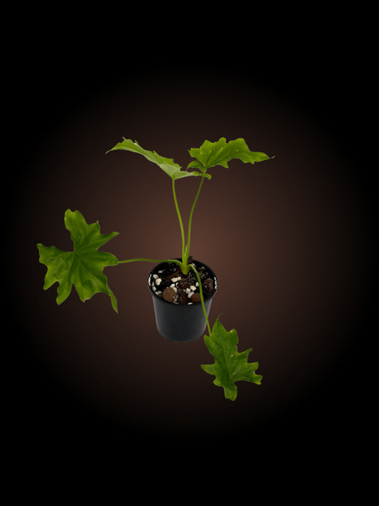 Philodendron Lickety Split