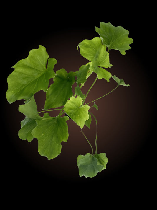 Philodendron Lickety Split