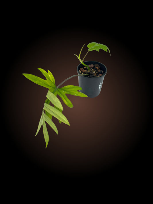 Philodendron Mayoi Tahiti